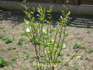 magnolia-22-04-13